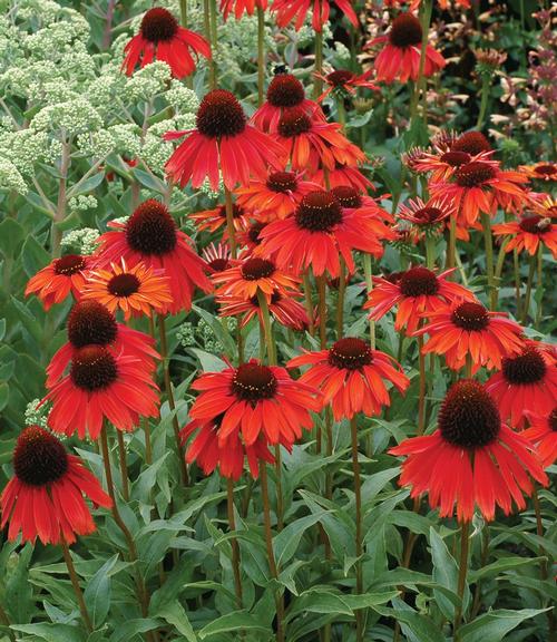 Echinacea purp. (Coneflower)