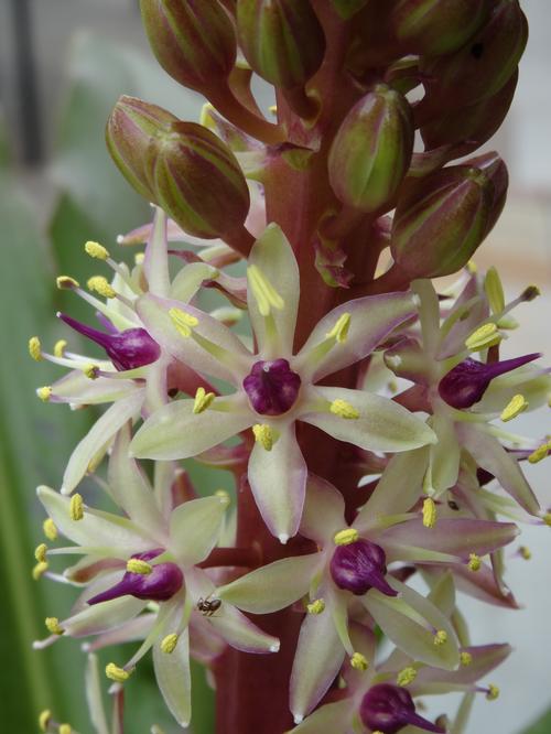 Eucomis (Pineapple Lily)