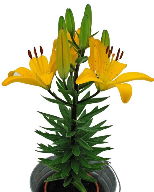 Lilium - Asiatic Pot Lily 'Golden Matrix'