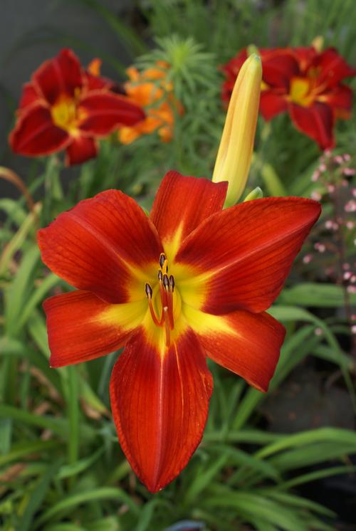 Hemerocallis 'Baja'