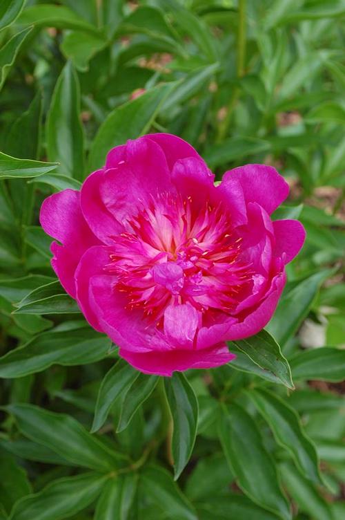 Peony 'Benjamin Franklin'