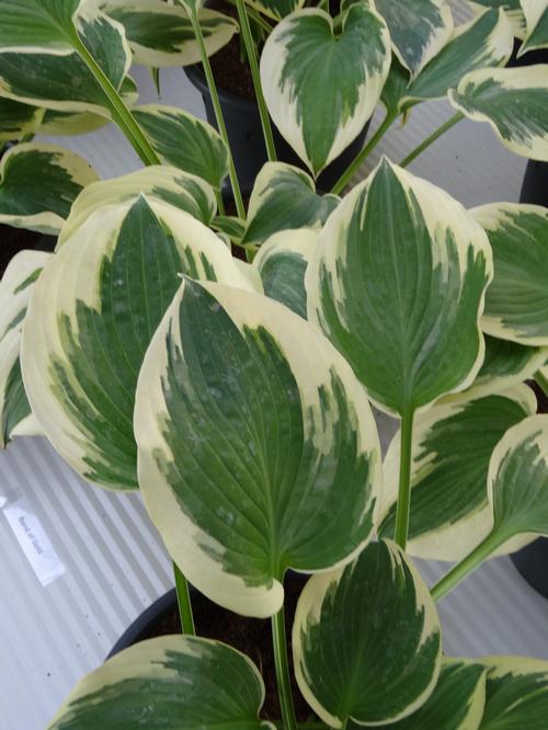 Hosta 'Band of Gold'