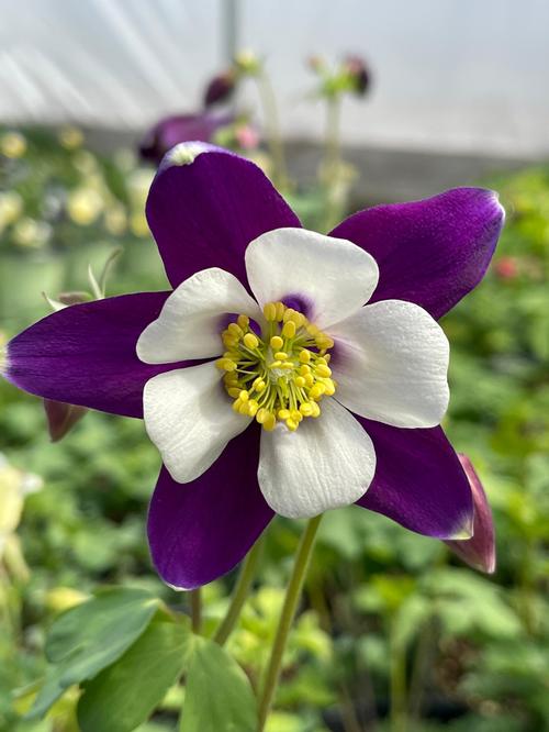 Aquilegia 'Swan Violet & White'