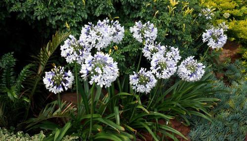 Agapanthus africanus (African lily)