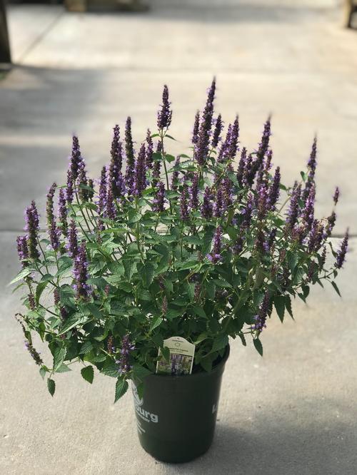 Agastache rugosa 'Little Adder'