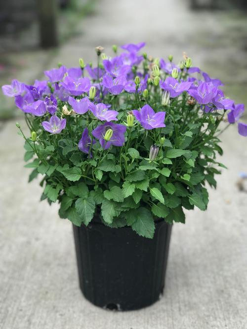 Campanula carpatica 'Rapido Blue'