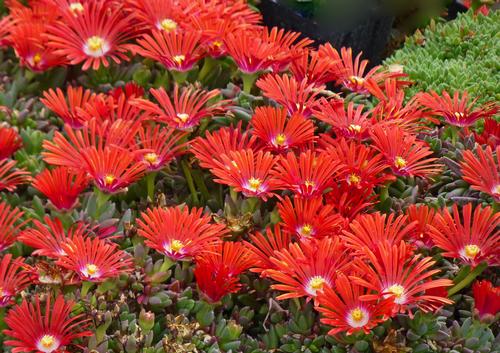 Delosperma 'Red Mountain® Flame Ice'