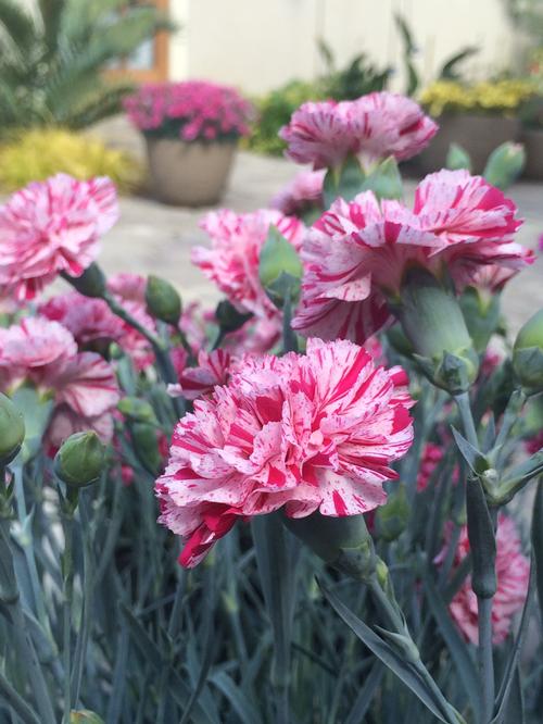 Dianthus 'Devon Cottage™ Pinball Wizard'