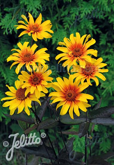 Heliopsis helianthoides var. scabra 'Burning Hearts'