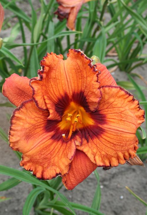 Hemerocallis 'Blaze of Glory'