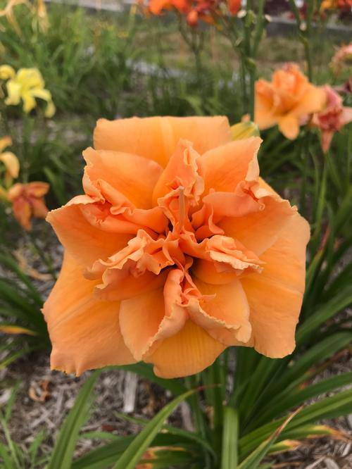 Hemerocallis 'Isabella Marafi'