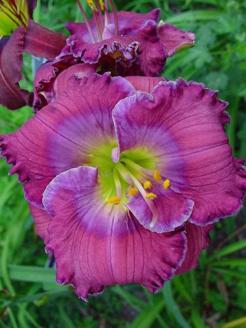 Hemerocallis 'Lavender Blue Baby'