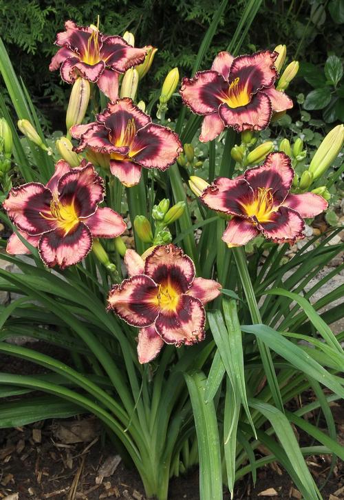 Hemerocallis 'Simmons Overture'