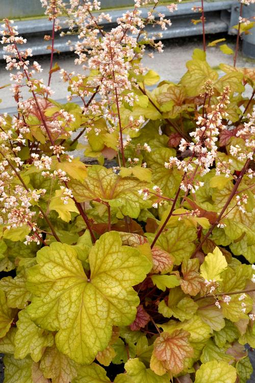 Heuchera 'Champagne'