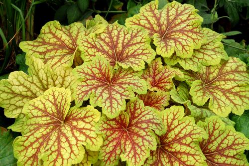 Heuchera 'Red Lightning'