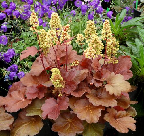 Heuchera 'Little Cutie™ Blondie'