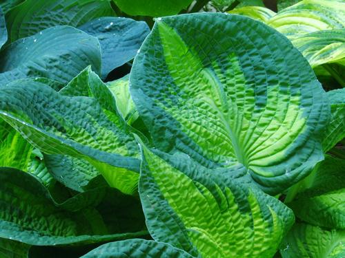 Hosta 'Brother Stefan'