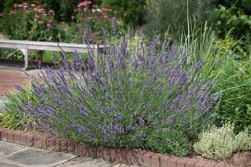 Lavandula x intermedia 'Phenomenal'