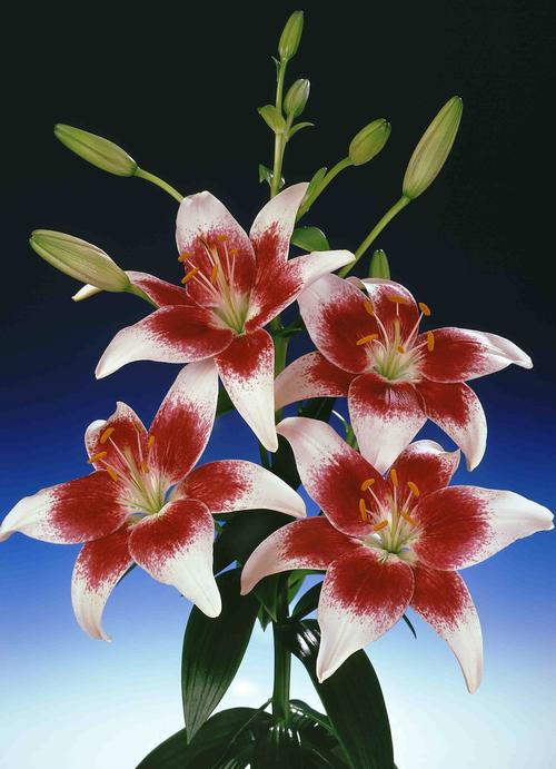 Lilium - Asiatic Lily Tango ()