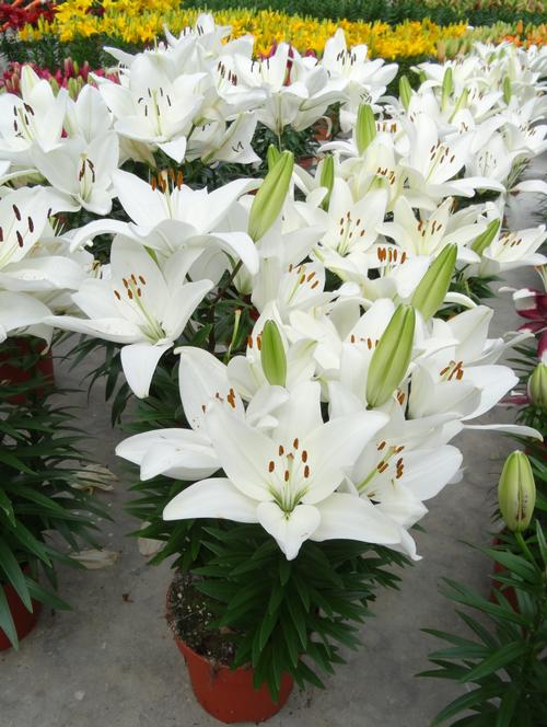 Lilium - Asiatic Pot Lily Looks™ 'Tiny Crystal'