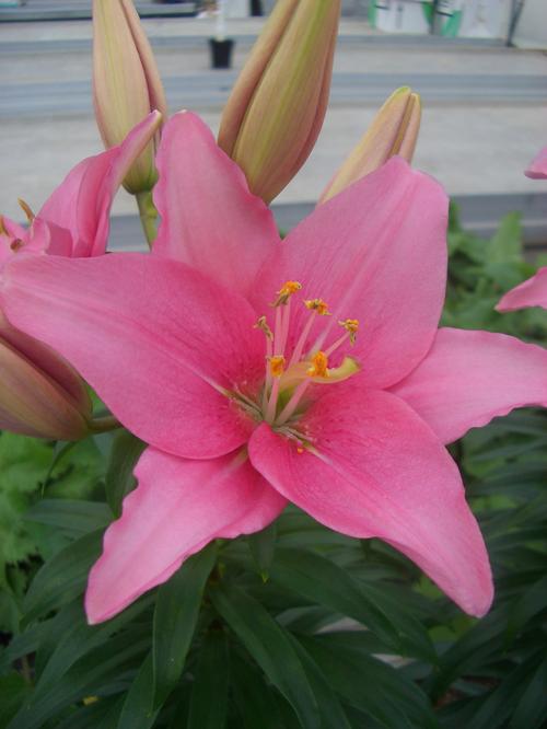 Lilium - Asiatic Pot Lily Looks™ 'Tiny Icon'