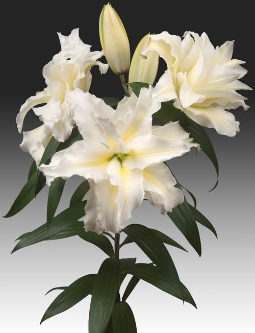 Lilium - Oriental Lily Double Flowering ()