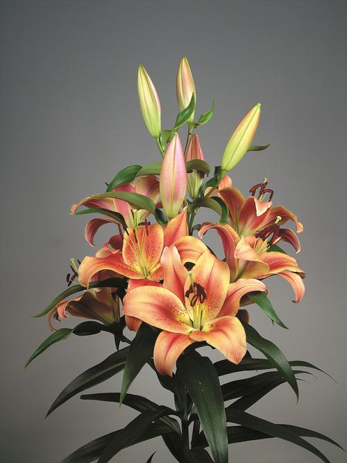 Lilium - OT Hybrid Lily ()