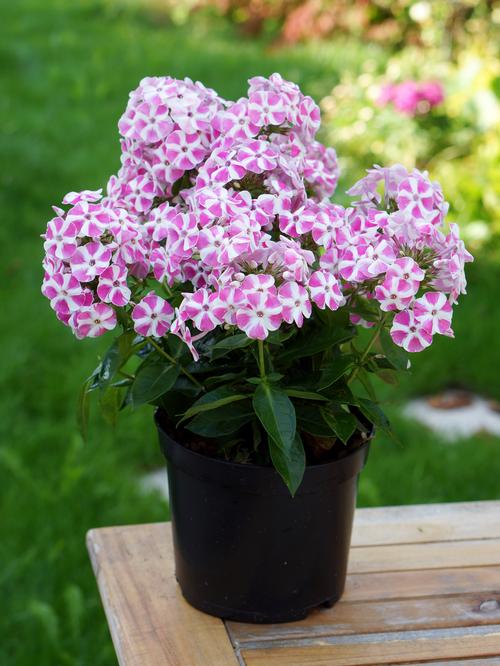 Phlox Bambini® Series paniculata 'Candy Crush'