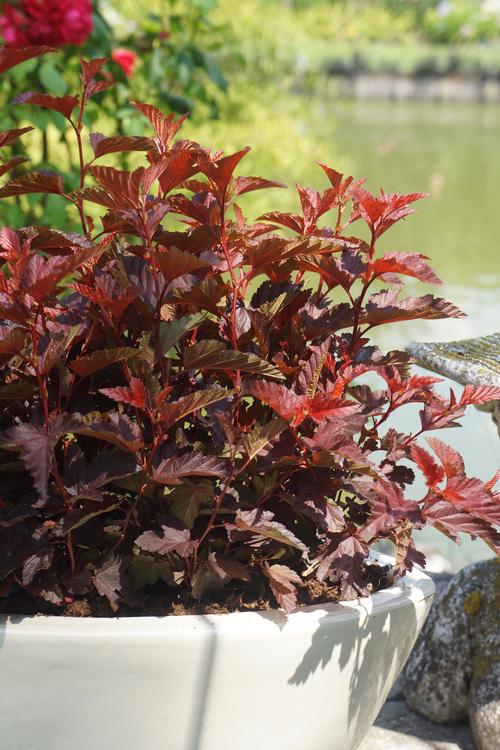 Physocarpus opulifolius (Ninebark)
