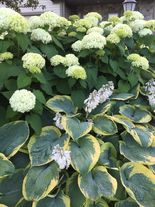 Hydrangea arborescens 'Annabelle'