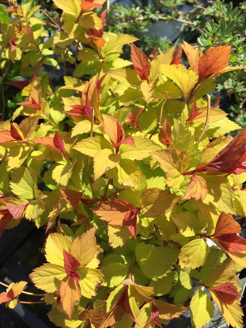 Spirea japonica 'Magic Carpet'