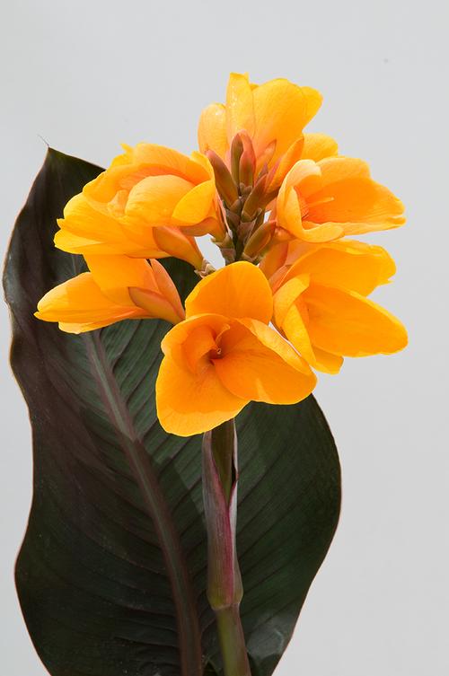 Canna indica (Canna Lily)