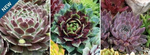 Sempervivum Chick Charms® 'Collection A'