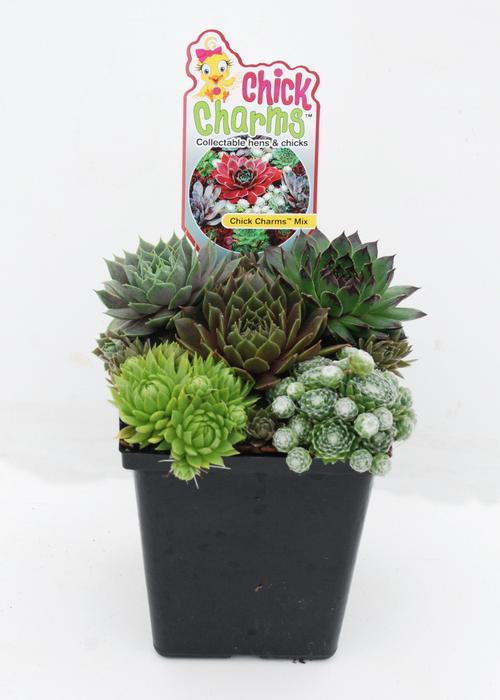 Sempervivum Chick Charms® 'Mixed Quart Containers'