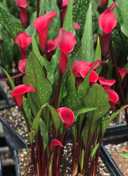 Calla (Zantedeschia)