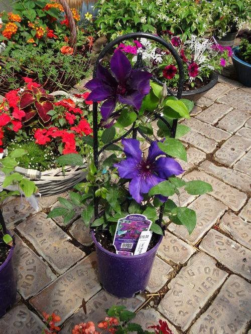 Clematis 'Trellis Plastic Clip On'