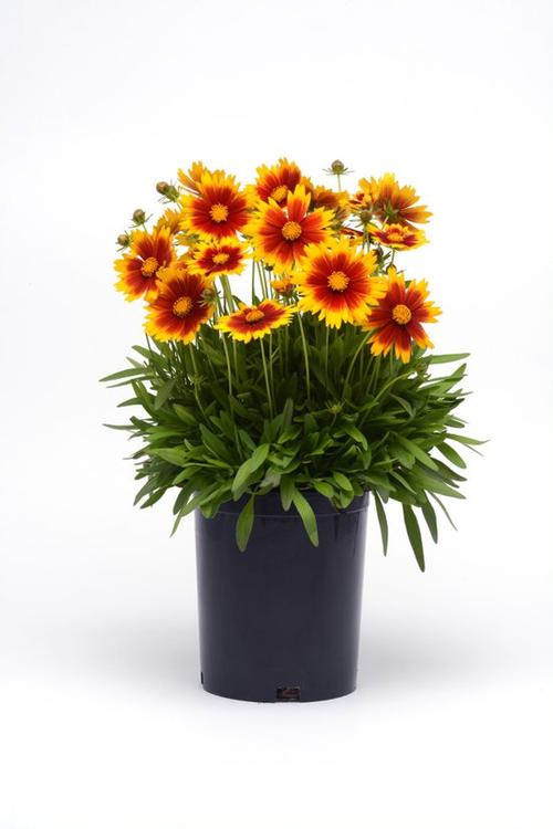 Coreopsis 'Uptick™ Gold and Bronze'