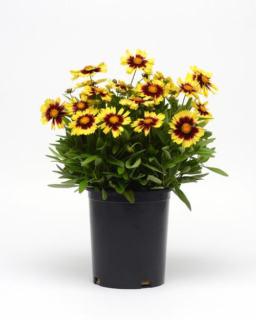 Coreopsis 'Uptick™ Yellow and Red'