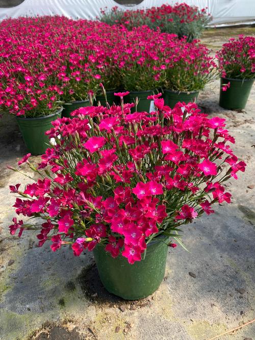 Dianthus 'Beauties® Kahori Scarlet'