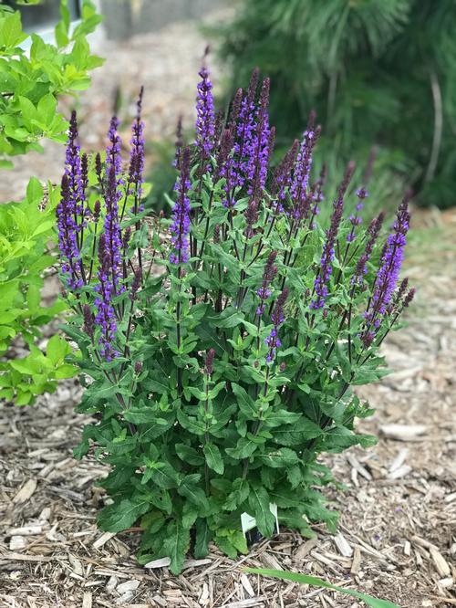 Salvia nemorosa 'Caramia'