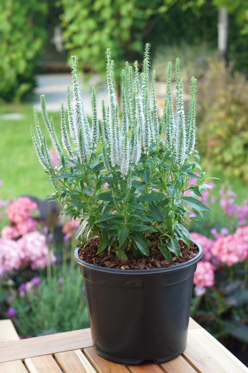 Veronica spicata 'Snow Candles'