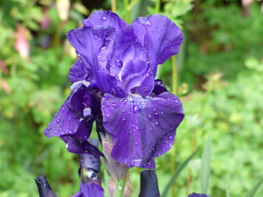 Iris Intermediate Bearded germanica 'Halston'