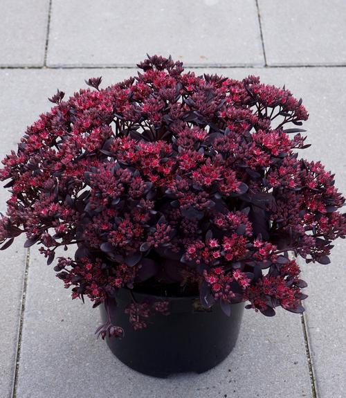 Sedum SunSparkler® Series 'Plum Dazzled'