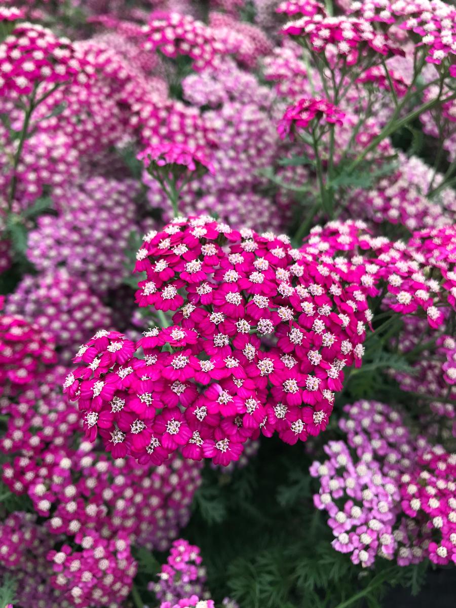 Achillea millefolium 'New Vintage™ Violet'