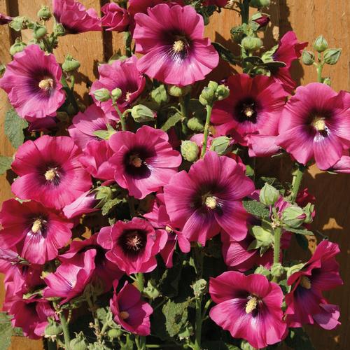 Alcea rosea 'Halo™ Cerise'