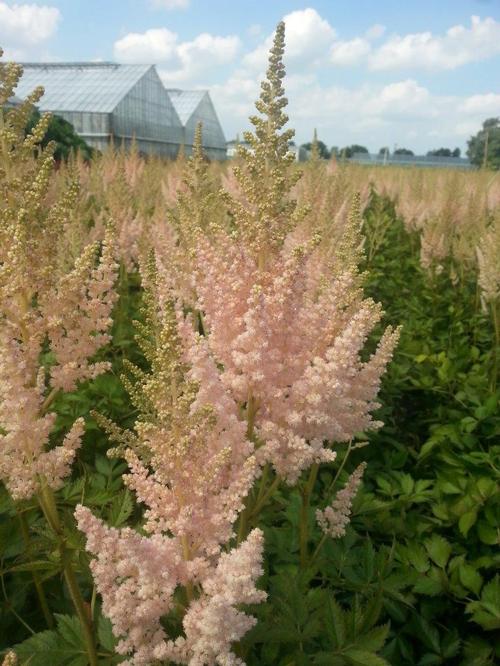 Astilbe chinensis 'Vision Inferno'