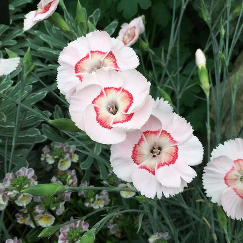 Dianthus x (Garden Pinks)