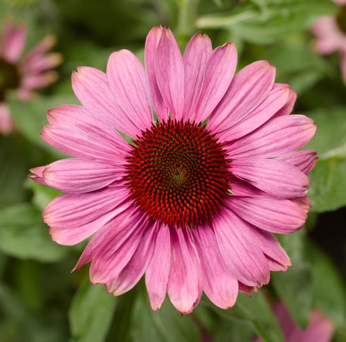 Echinacea purpurea 'Prairie Splendor™ Compact Dark Rose'