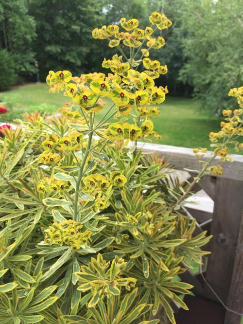 Euphorbia x martinii 'Ascot Rainbow'