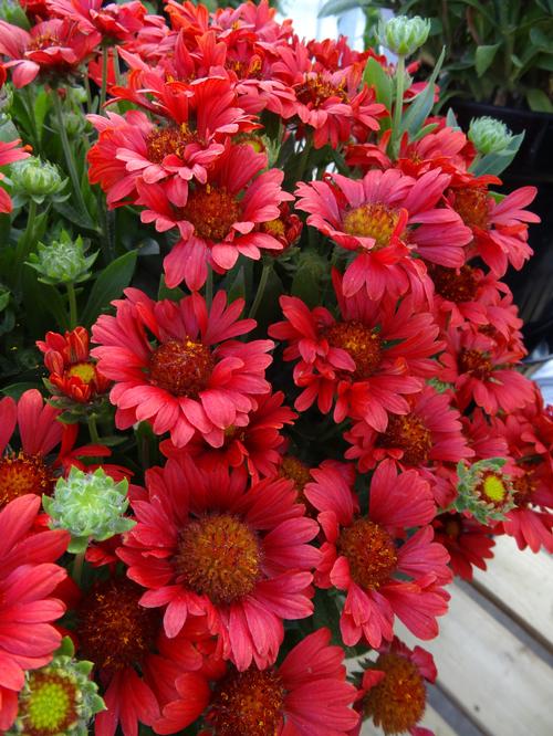 Gaillardia x grandiflora (Blanket Flower)
